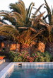 Swimming pool with palm trees