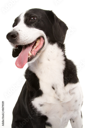 Photo: Black & White Dog Black & White Dog