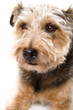 Photo: Scruffy Terrier Scruffy Terrier