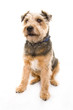 Photo: Scruffy Terrier 3 Scruffy Terrier 3