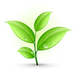 Jeune plante verte Jeune plante verte