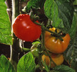 tomate tomate