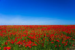 Red poppy field beneath a clear blue sky