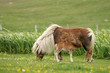 Poney