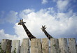 Giraffes behind fence