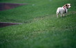 Dog in the park