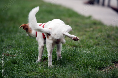 Foto: Dog lifting his leg Dog lifting his leg