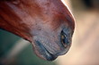 Horse's snout