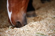 Closeup of horse eating