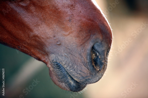 Photo: Horse's snout Horse's snout