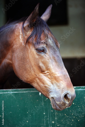 Photo: Closeup of horse Closeup of horse