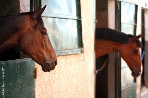 Photo: Two horses in stable Two horses in stable