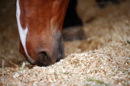 Photo: Closeup of horse eating Closeup of horse eating