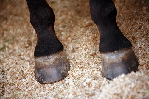 Photo: Closeup horse's hooves Closeup horse's hooves
