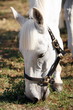 Closeup of horse eating