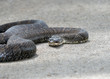 water-snake-amphibian-4206