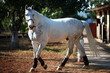 White horse near stable