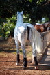 White horse near stable