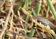 snake-reptile-6894