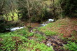 River in forest