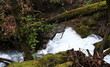 River in forest