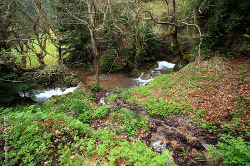 Photo: River in forest River in forest