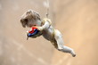 Old doll holding Viewmaster hanging in the air