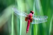 Rote Libelle