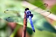 Blaue Libelle
