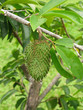 Fruits de la Malaisie Fruits de la Malaisie