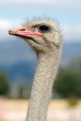 Ostrich