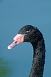Black necked swan