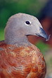 Ashy headed goose