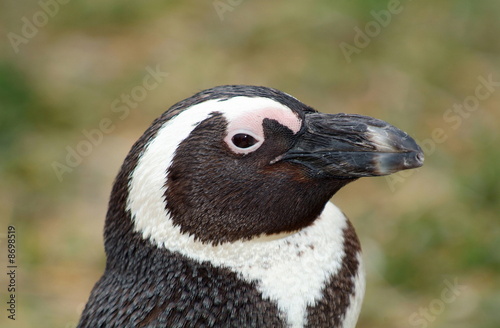 Photo: African penguin African penguin