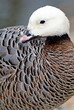 Emperor goose