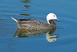 Emperor goose