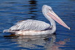 Pink backed pelican