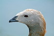 Ashy headed goose