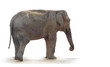 Photo: éléphant de profil éléphant de profil