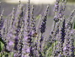 Lavendel mit Biene