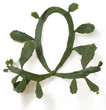 cactusida