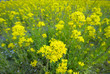 見下ろす菜の花
