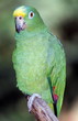Blue fronted amazon bird