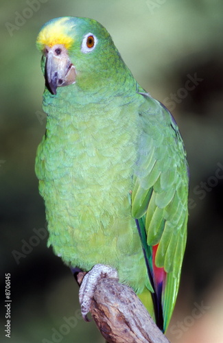 Foto: Blue fronted amazon bird Blue fronted amazon bird