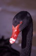 Black swan