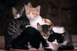 A family of cats