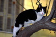 Cat walking on tree branch
