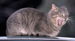 Cat on car roof;yawning