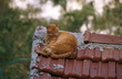 Cats: Orange alley cat on roof of building  George Atsametakis