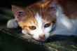 Closeup of cat lying down